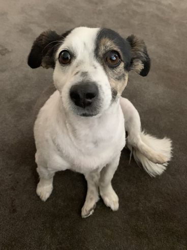 Cute Dog โ Victorville, CA โ Pampered Puppies Cute Dog โ Victorville, CA โ Pampered Puppies