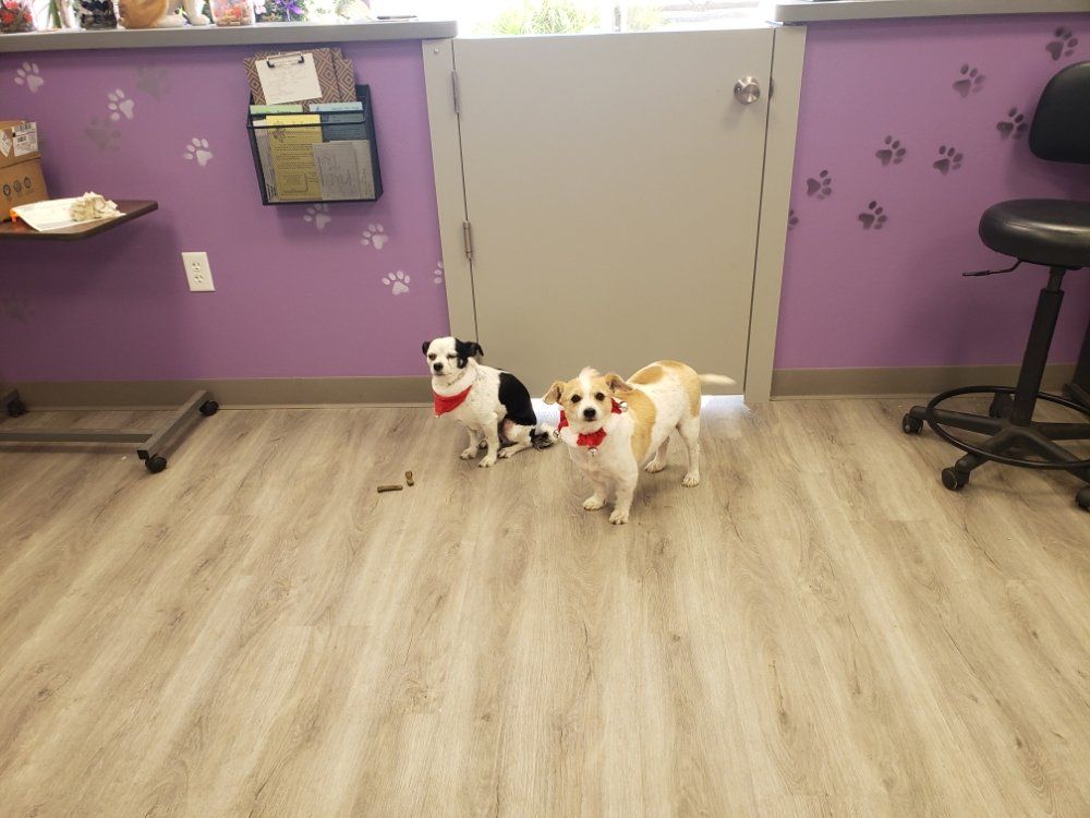 Pets for Grooming — Victorville, CA — Pampered Puppies