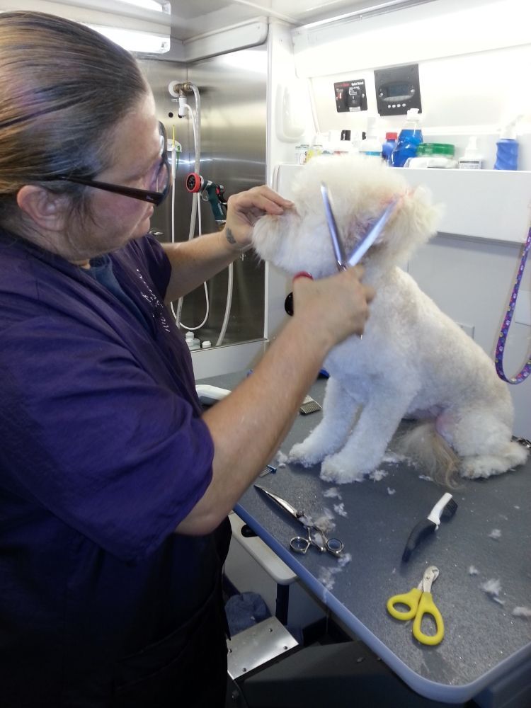 White Dog Grooming — Victorville, CA — Pampered Puppies