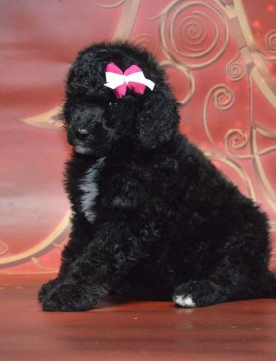 Cute Dog Grooming — Victorville, CA — Pampered Puppies