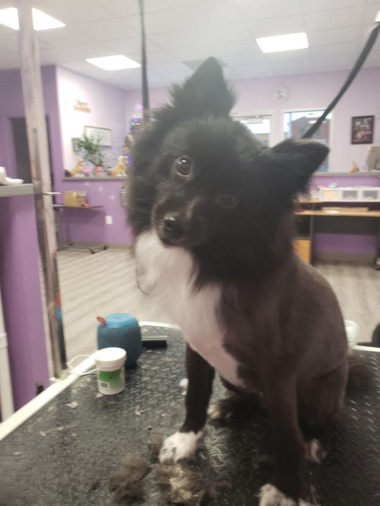 Adorable Dog — Victorville, CA — Pampered Puppies