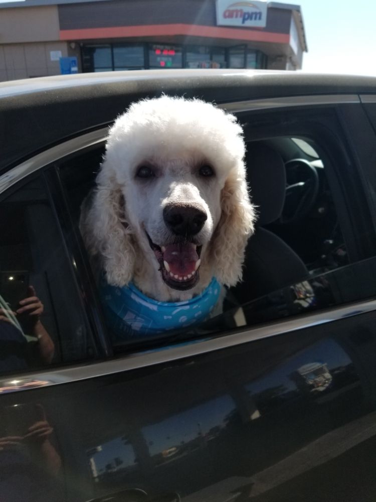 Happy Dog Grooming — Victorville, CA — Pampered Puppies