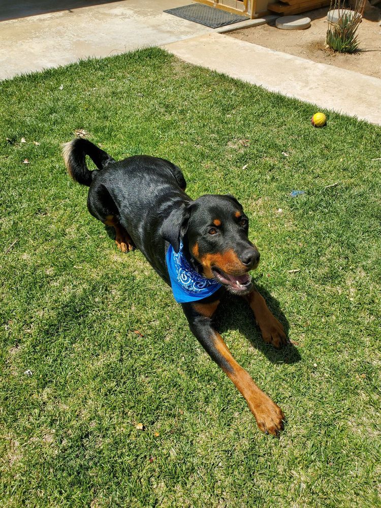 Dog Outside โ Victorville, CA โ Pampered Puppies