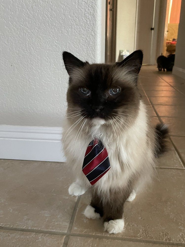 Cat with Necktie — Victorville, CA — Pampered Puppies Cat with Necktie — Victorville, CA — Pampered Puppies