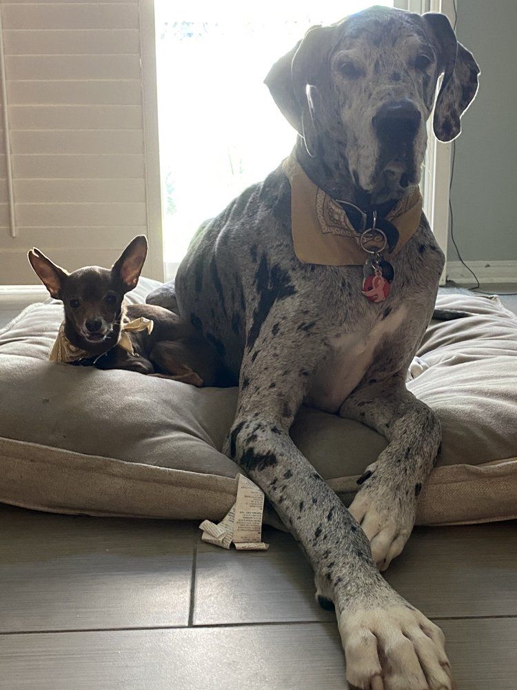 Dogs on Home — Victorville, CA — Pampered Puppies