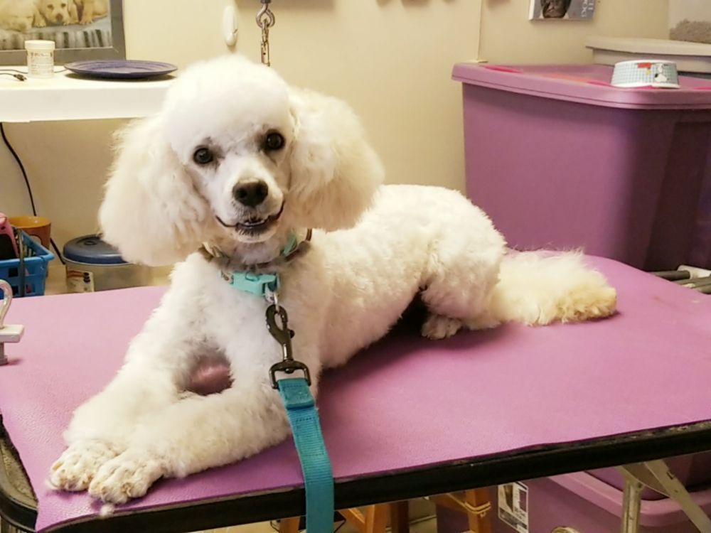 Dog Grooming โ Victorville, CA โ Pampered Puppies