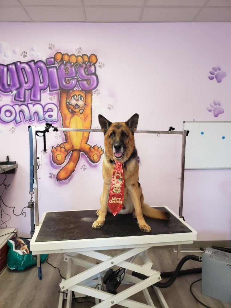 German Shepherd — Victorville, CA — Pampered Puppies