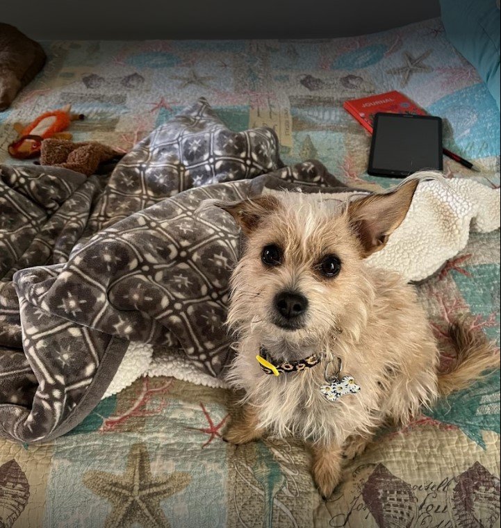 Dog & Cat Grooming Gallery Hesperia, CA Pampered Puppies