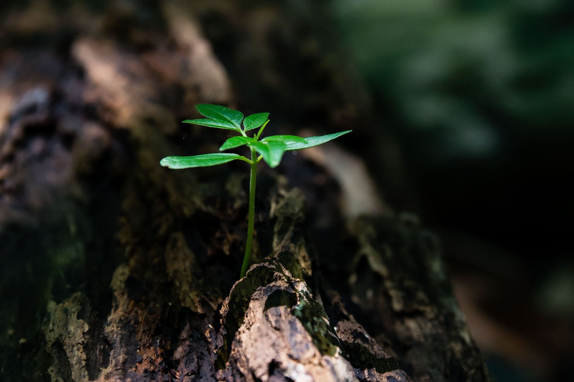 Stem growing out of a branch