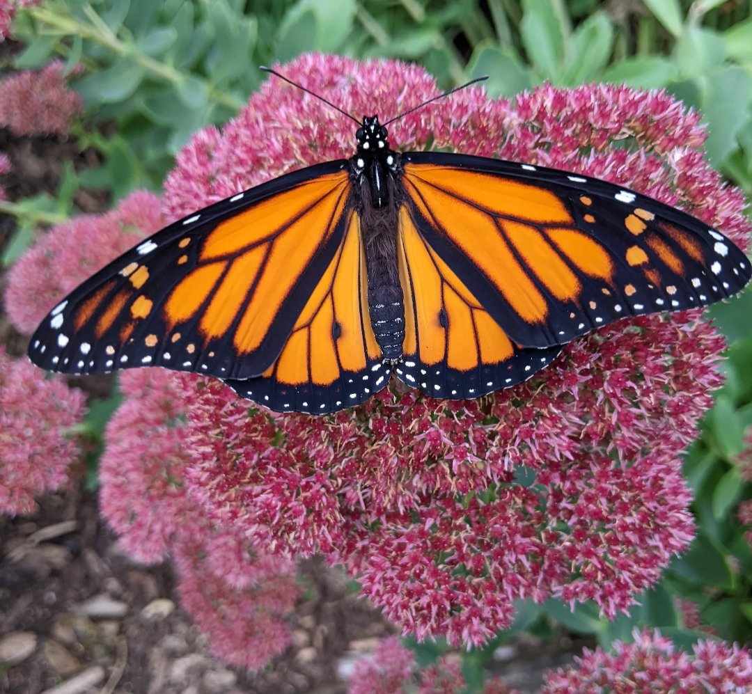 Male Monarch (pic by K. Roshak)