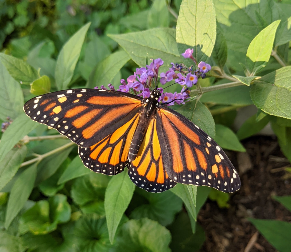 Female Monarch (pic by K. Roshak)