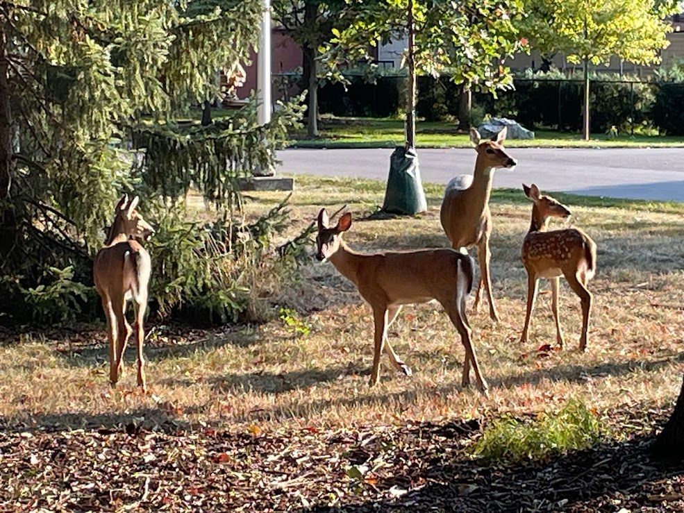 Deer eating vegitation in Sylvania