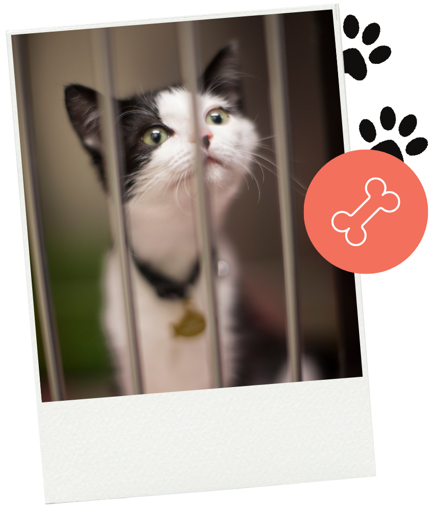 La Grange Animal Hospital Veterinary Care in La Grange, KY