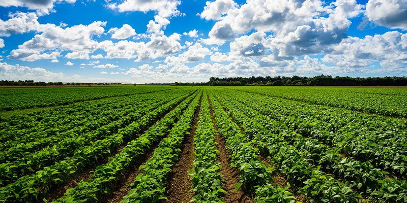Rows of green plants are growing in a field under a cloudy blue sky.