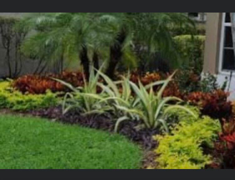 Tropical garden bed with green lawn, palm tree, and colorful red, yellow, and striped plants beside a building