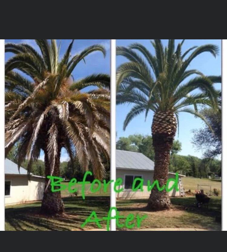 Side-by-side palm tree before and after pruning, with green “Before And After” text overlaid.