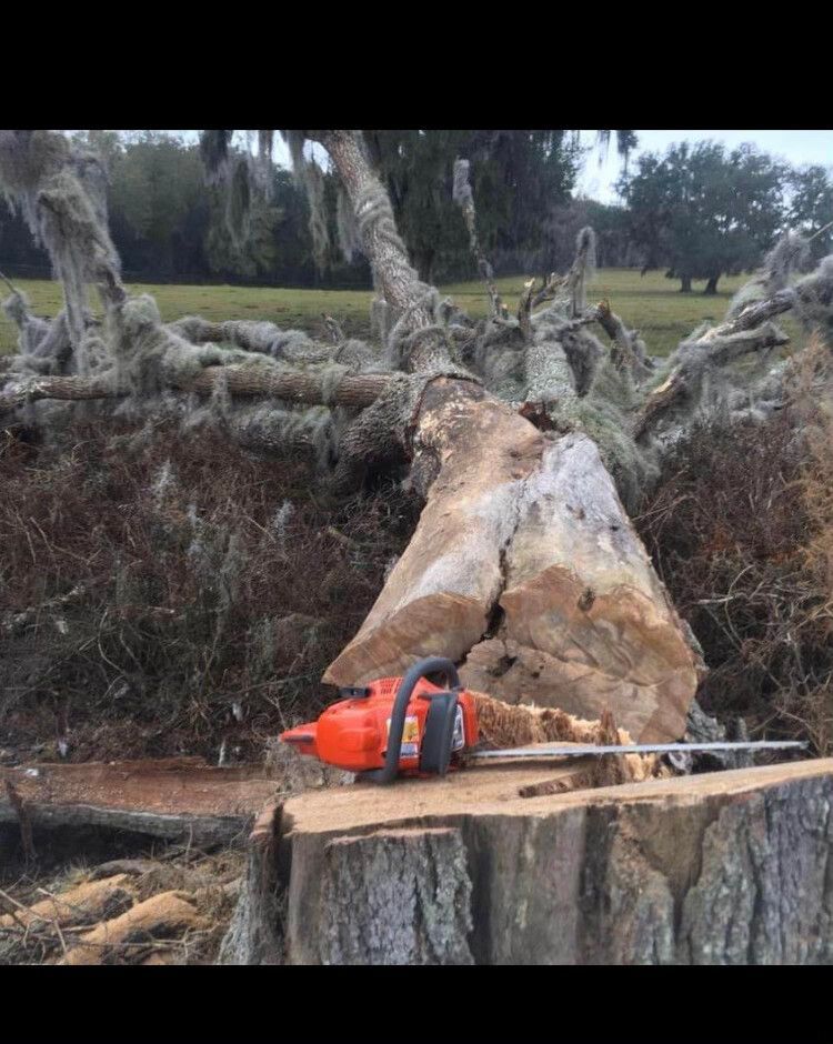 Orange chainsaw resting on a tree stump beside a fallen uprooted tree in a grassy area