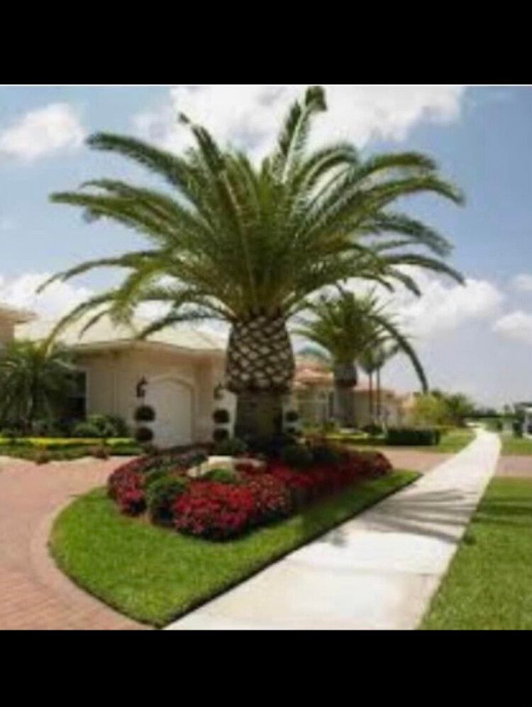 Palm tree and landscaped flower bed beside a suburban house and sidewalk under a cloudy sky