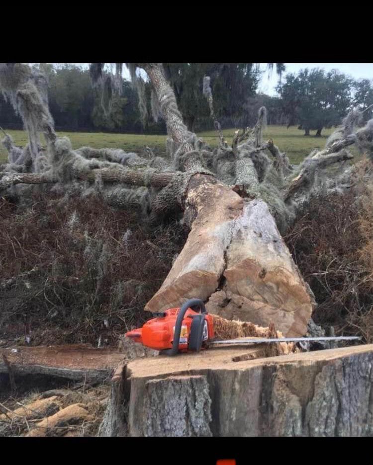 Chainsaw resting on a cut tree stump beside an uprooted fallen tree in a grassy field.