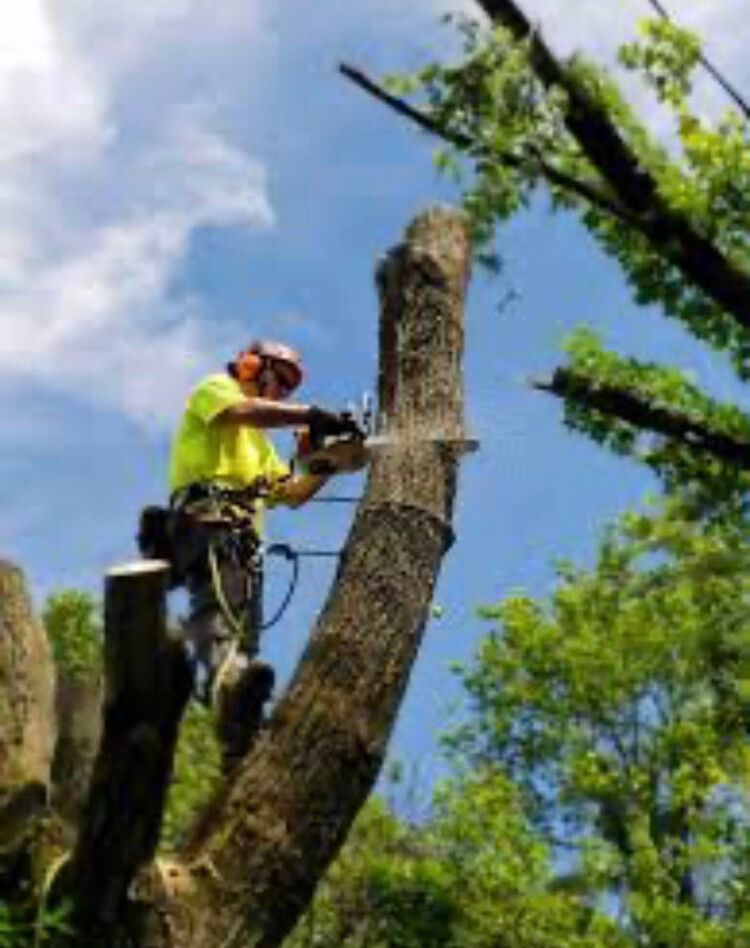 Arborist in a yellow shirt cutting a large tree limb with a chainsaw against a blue sky.