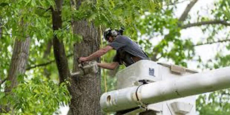 Tree worker trimming branches from a bucket lift beside a large tree