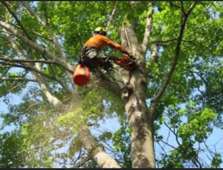 A person in an orange shirt climbs a tree on a rope among green leaves and branches.