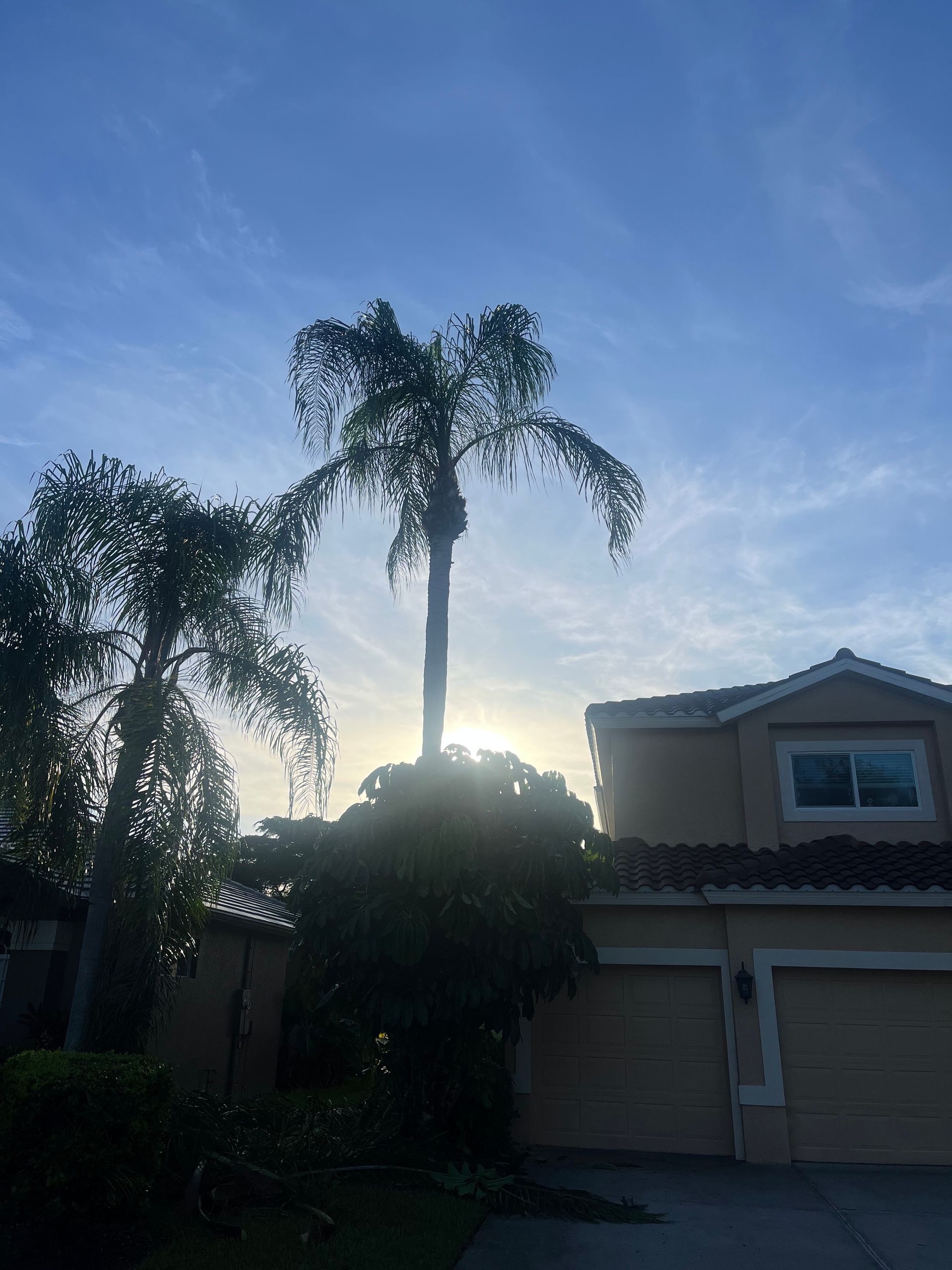 Backlit suburban house with palm trees at sunset and blue sky