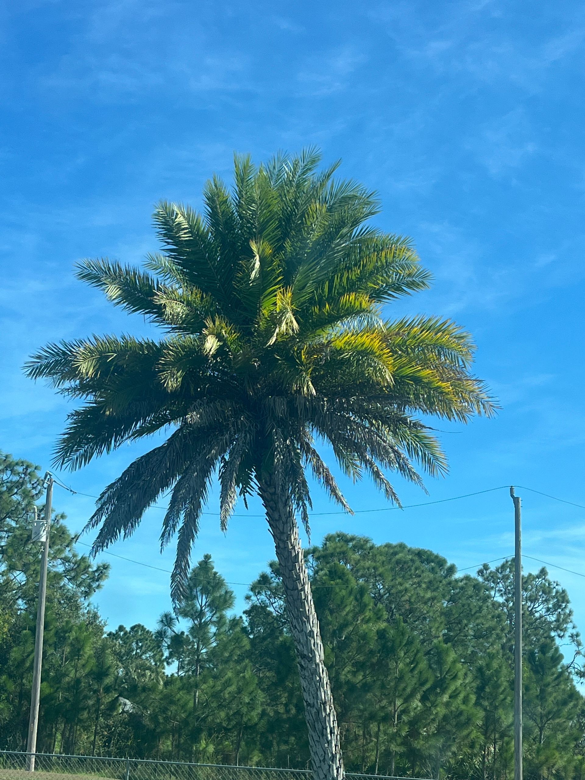 Tall palm tree against a bright blue sky above a roadside line of trees