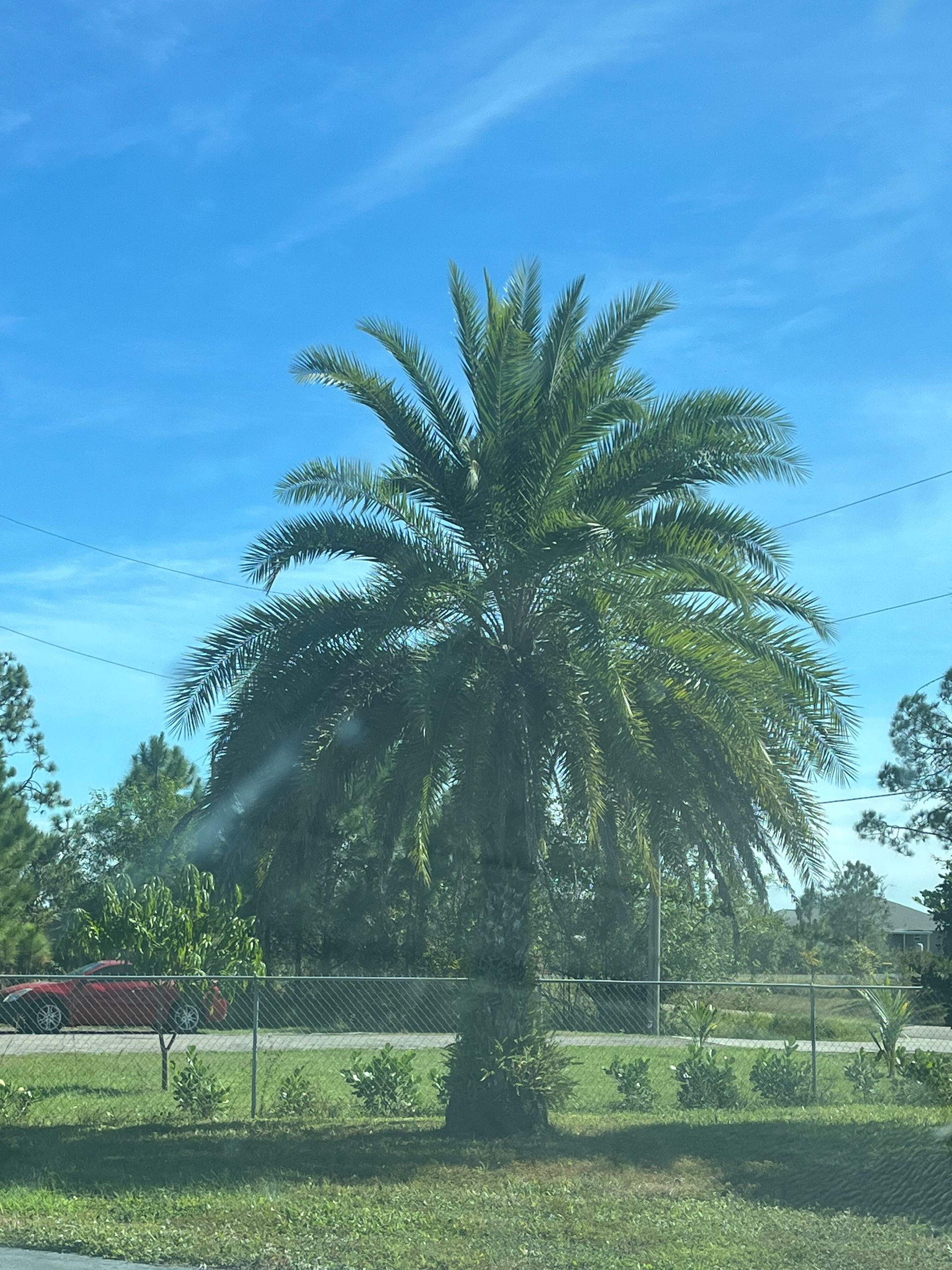 Tall palm tree in a sunny outdoor landscape with blue sky and grassy foreground