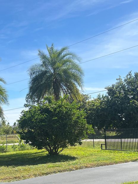 Palm tree and dense green shrub beside a road under a bright blue sky.