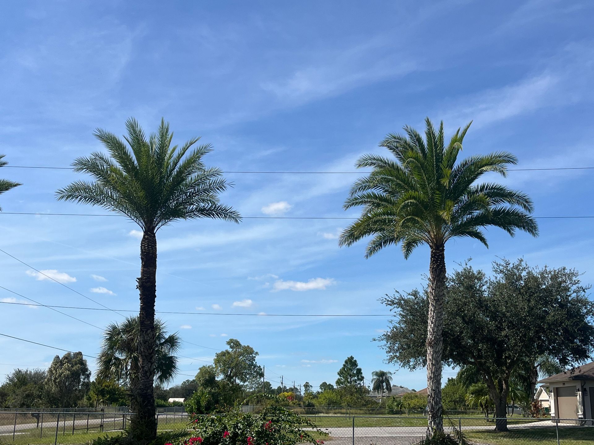 Two tall palm trees beside a road under a bright blue sky with scattered clouds