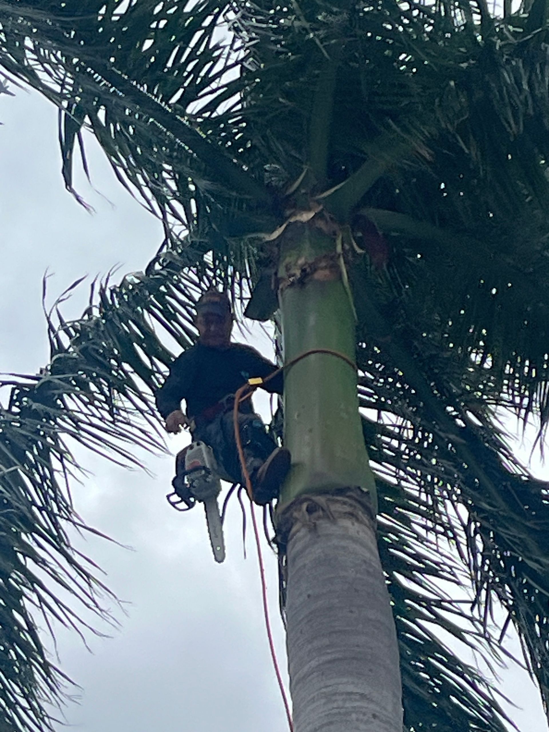 A worker climbing a palm tree with ropes and gear against a cloudy sky