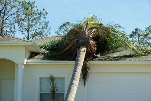 Palm tree fallen onto a white house roof under a clear blue sky