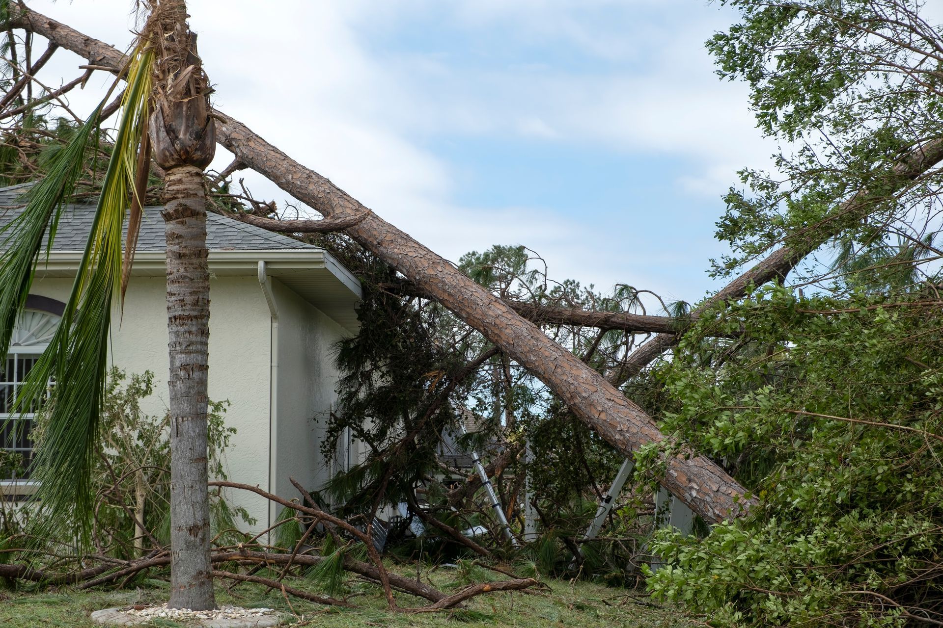 Large fallen tree limb blocking a house, with debris and branches covering the yard