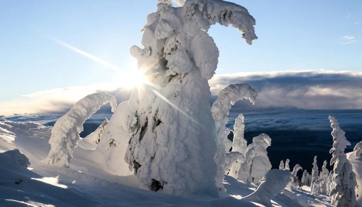 Snow-covered trees on a mountain ridge with sunlight shining through the branches at sunrise.