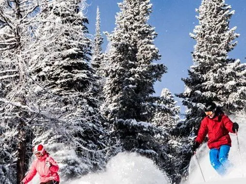Two skiers in red and blue skiing through powder among snow-covered pine trees.