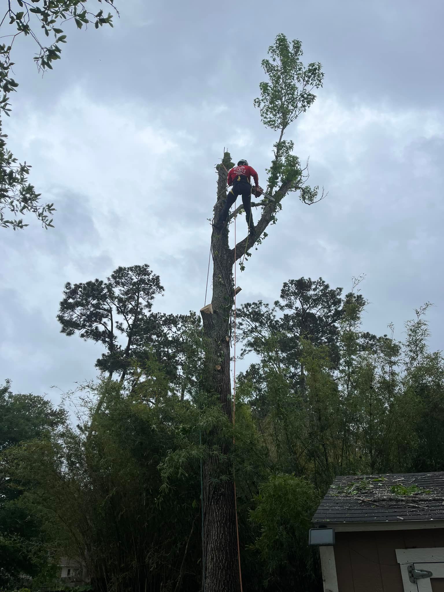 A person in a red shirt wearing a harness climbs a tall, partially trimmed tree with a chainsaw under a cloudy sky.