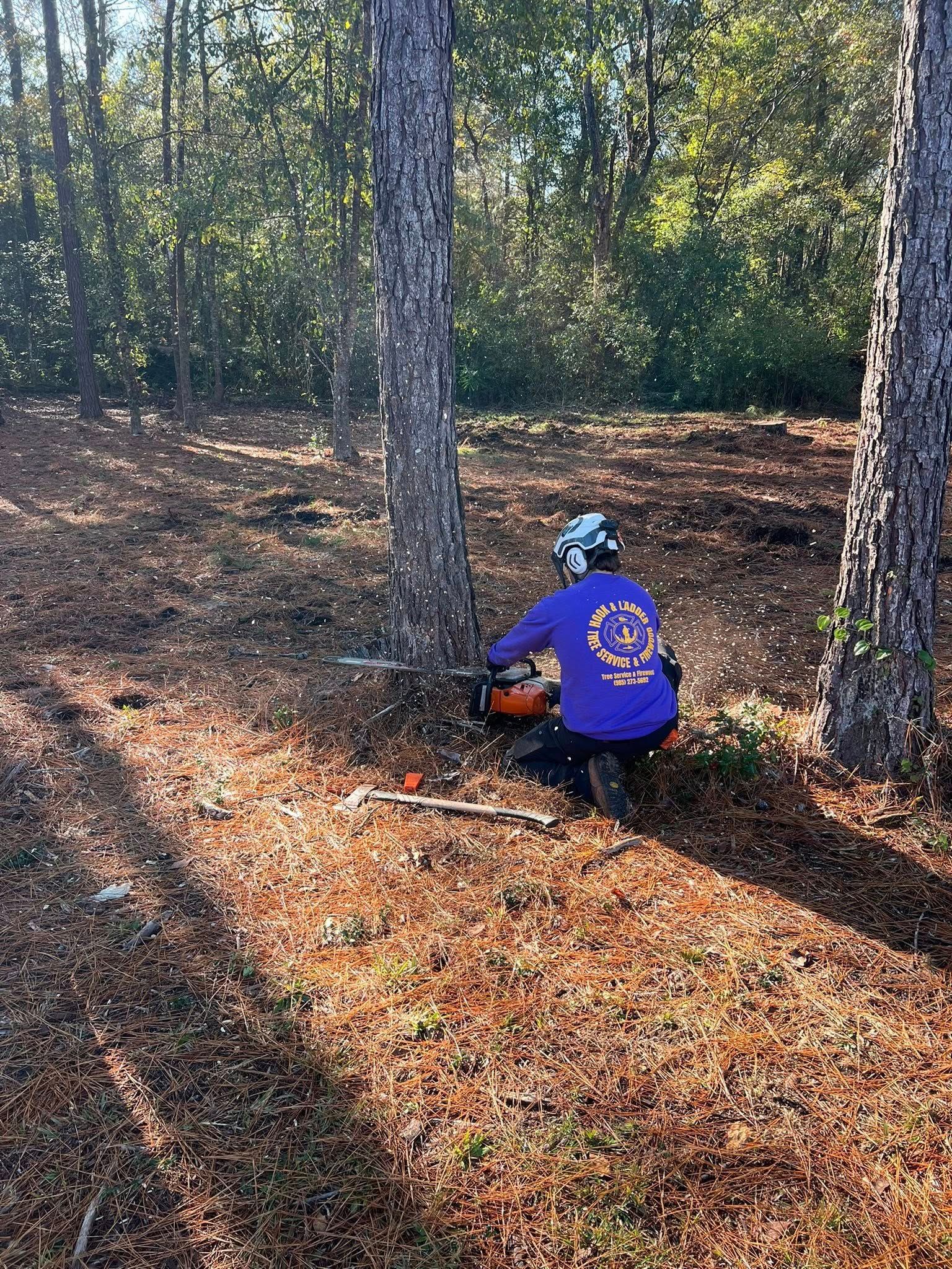 A person wearing a purple shirt and safety gear uses a chainsaw to cut into a pine tree in a forest.