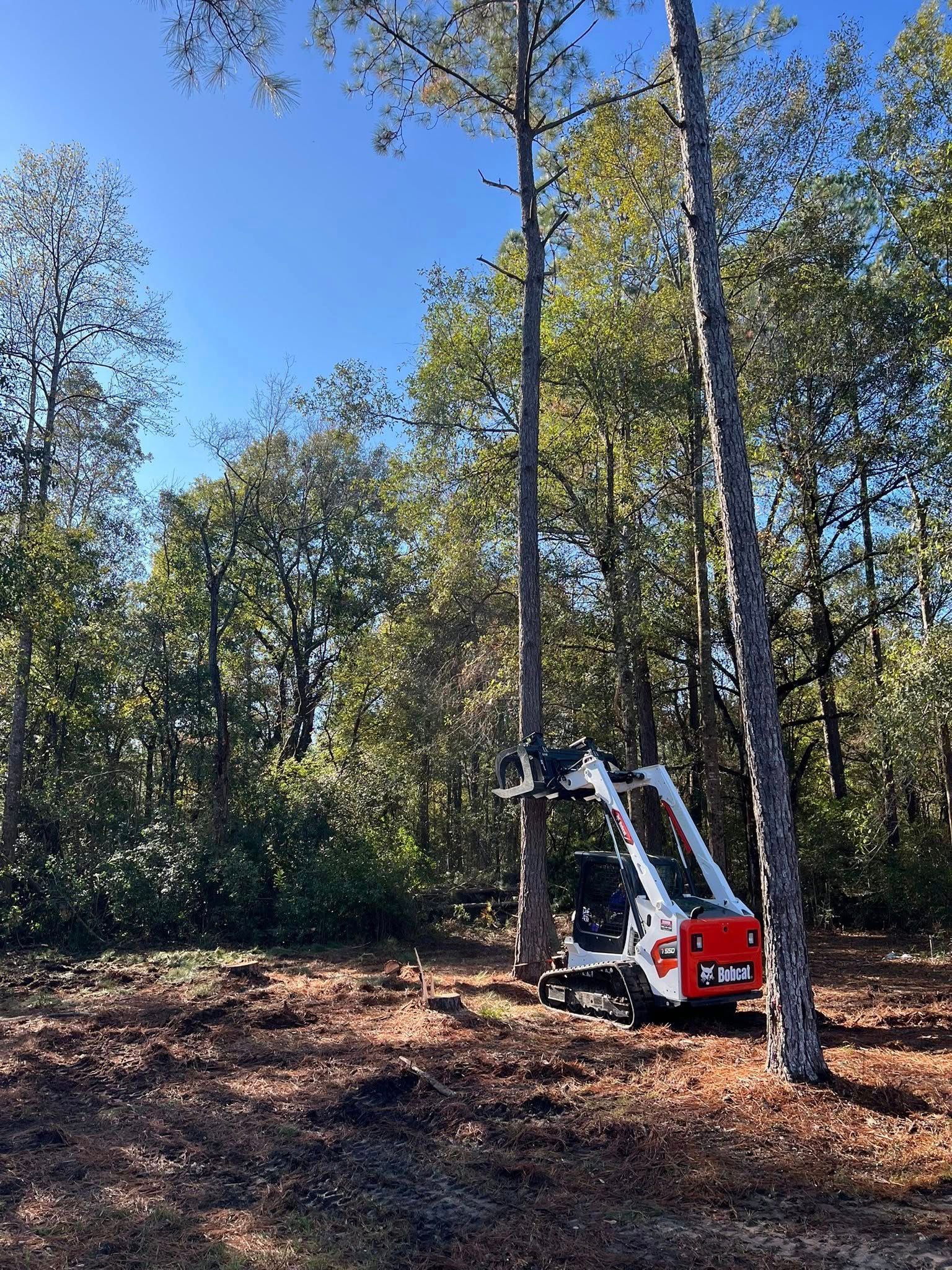 A white Bobcat skid-steer loader with a tree shear attachment grips a tall pine tree in a wooded forest setting.