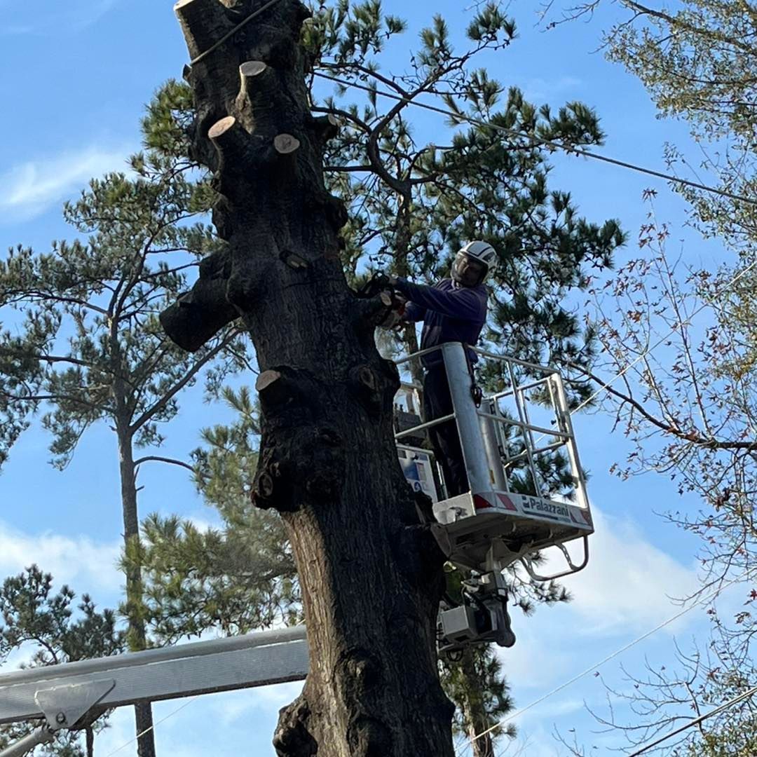 A tree service worker in a lift bucket uses a chainsaw to prune branches from a tall, vertical tree trunk.