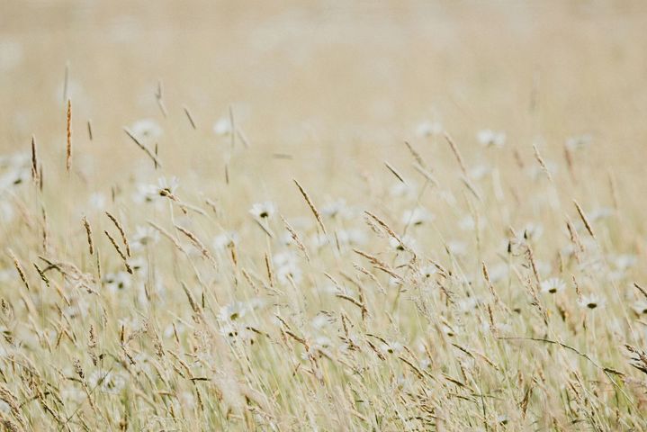 Tall beige grasses swaying in a soft, sunlit field