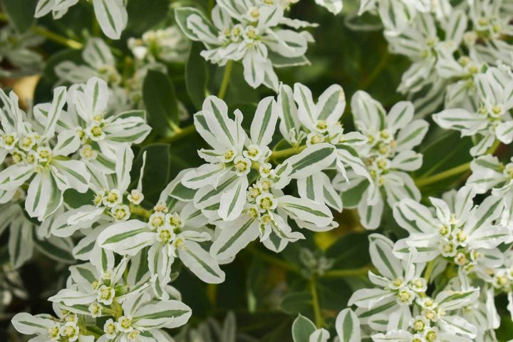 Close-up of white flowers with green leaves, forming a dense floral pattern