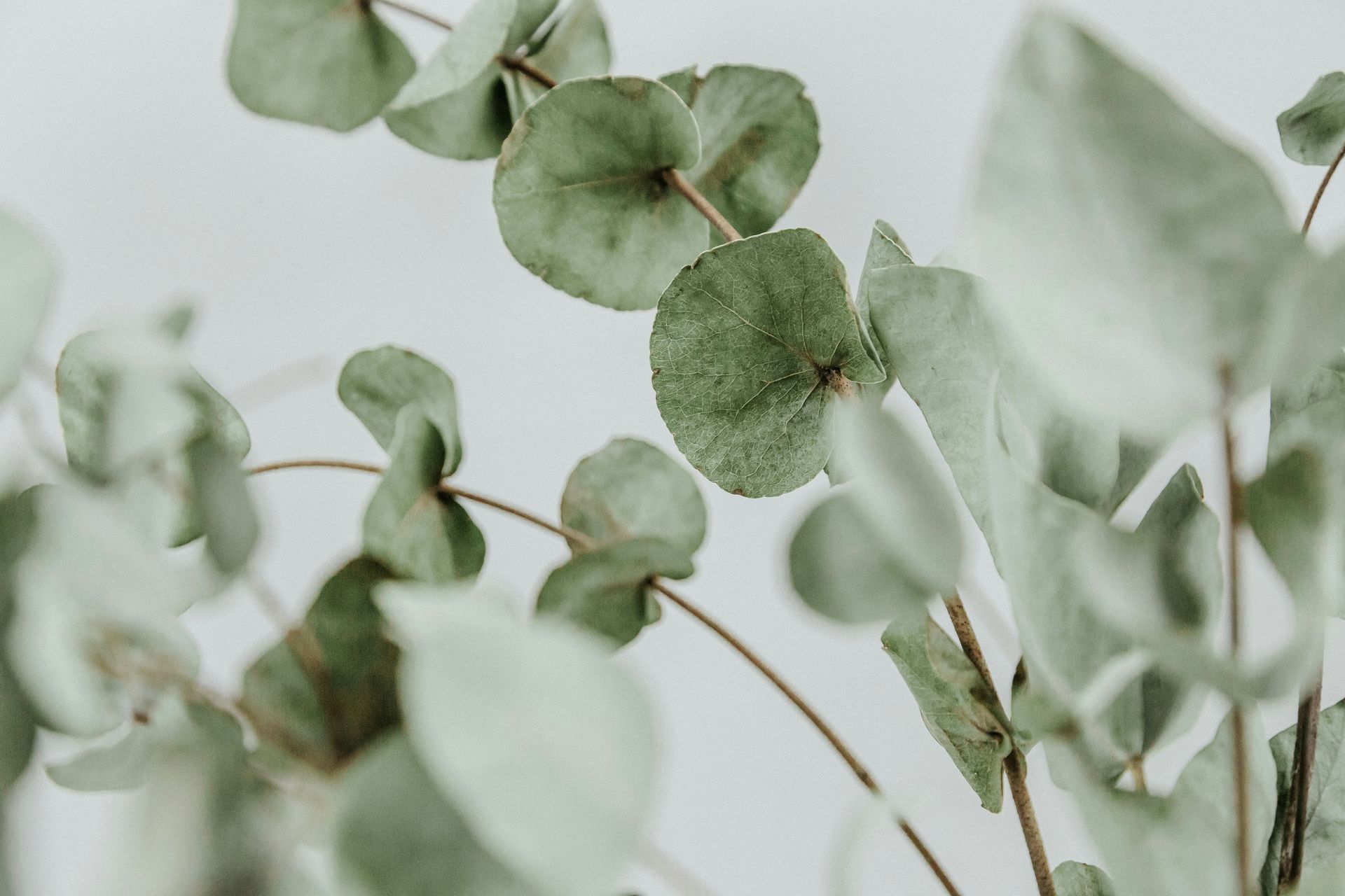 Close-up of pale green eucalyptus leaves on thin stems against a light background