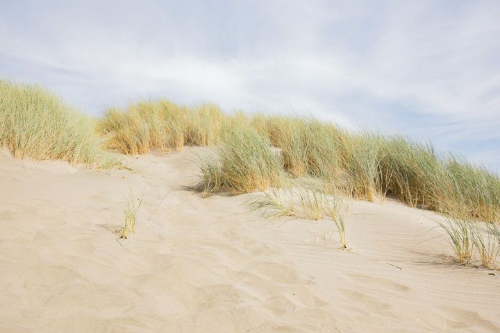 Sandy dunes with tall grasses under a pale blue sky