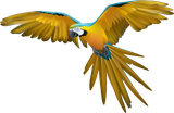 A colorful parrot is flying in the air with its wings spread