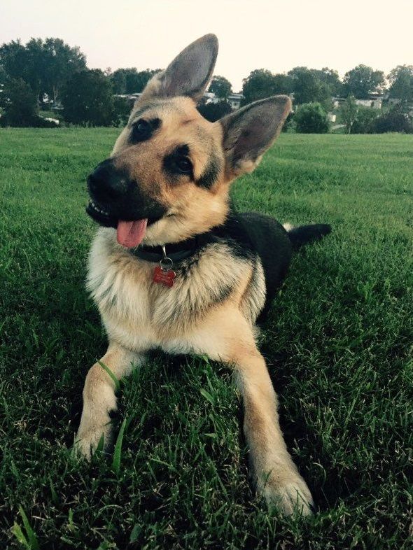 German Shepherd dog Harley Finchum. 