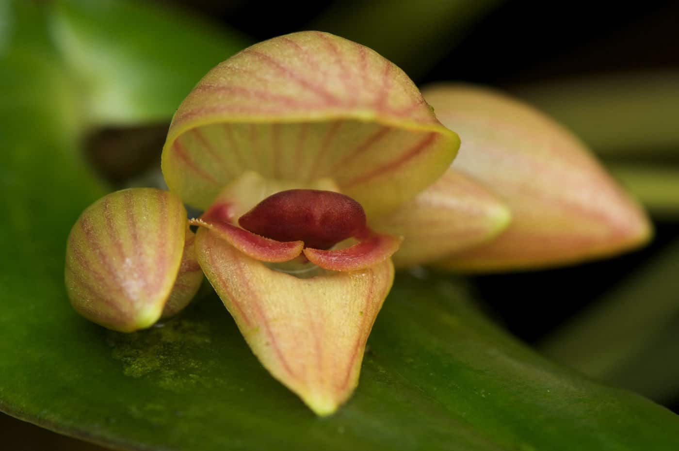 The cover of a magazine titled orchid digest