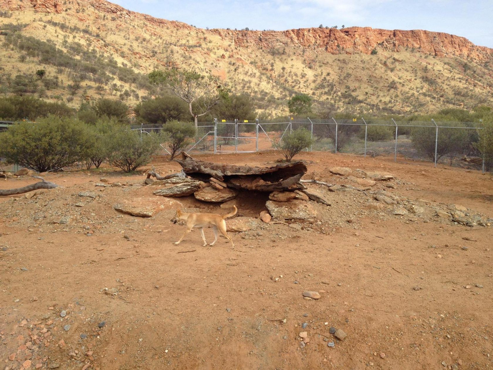 Health, Yulara BUILDS - PLUMBING and CIVIL Commercial Builders, MPH, King Canyon, Cattle, Houses, Builds, Building, Ongoing