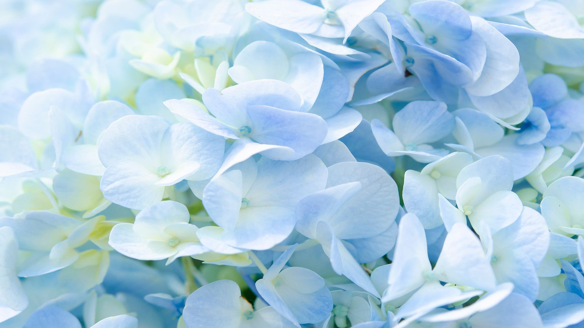 A fountain in a park with palm trees in the background