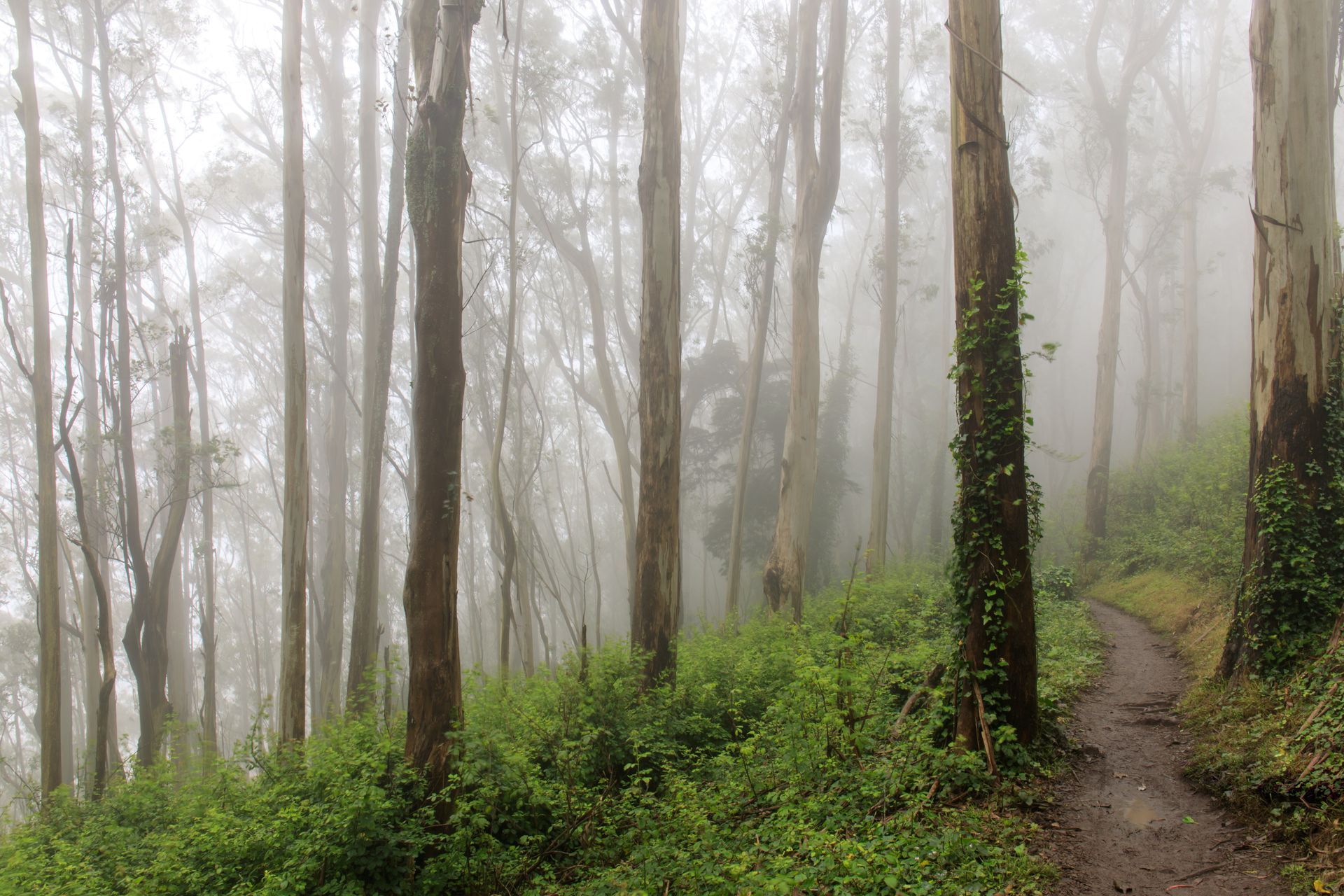 Sutro Forest